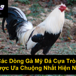 Các Dòng Gà Mỹ Đá Cựa Tròn Được Ưa Chuộng Nhất Hiện Nay