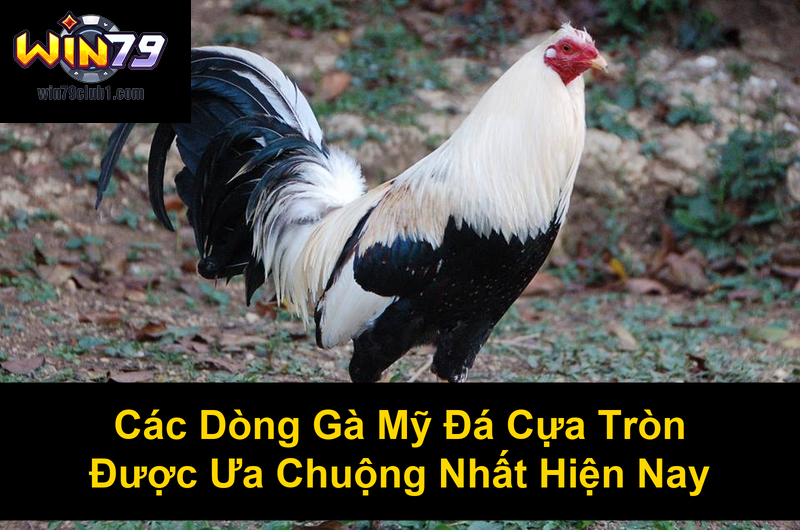 Các Dòng Gà Mỹ Đá Cựa Tròn Được Ưa Chuộng Nhất Hiện Nay