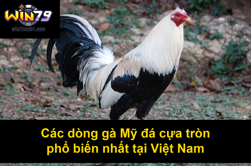 Các dòng gà Mỹ đá cựa tròn phổ biến nhất tại Việt Nam
