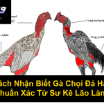 Cách Nhận Biết Gà Chọi Đá Hay Chuẩn Xác Từ Sư Kê Lão Làng