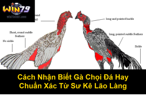 Cách Xem Vảy Gà Đá Cựa Sắt Chuẩn Xác Nhất Cho Sư Kê