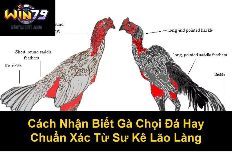 Cách Nhận Biết Gà Chọi Đá Hay Chuẩn Xác Từ Sư Kê Lão Làng