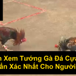 Cách Xem Tướng Gà Đá Cựa Sắt Chuẩn Xác Nhất Cho Người Mới