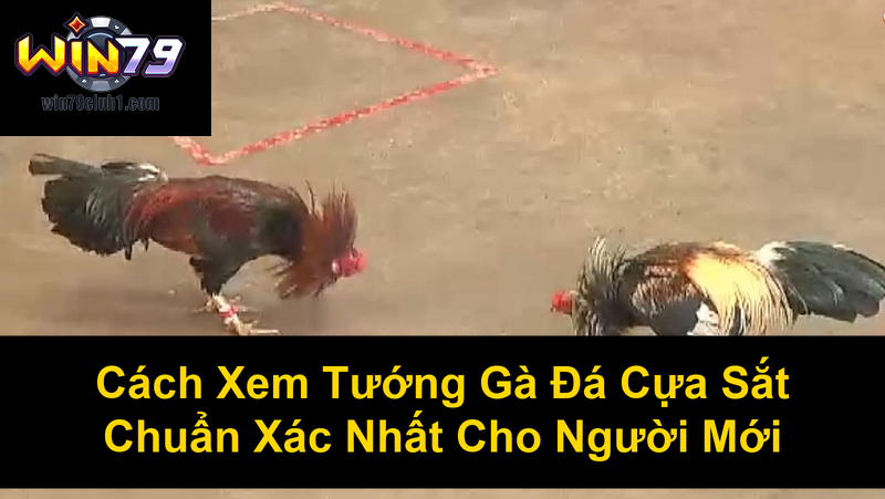 Cách Xem Tướng Gà Đá Cựa Sắt Chuẩn Xác Nhất Cho Người Mới