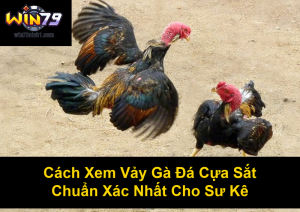 Cách Nhận Biết Gà Chọi Đá Hay Chuẩn Xác Từ Sư Kê Lão Làng