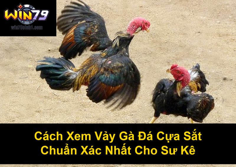 Cách Xem Vảy Gà Đá Cựa Sắt Chuẩn Xác Nhất Cho Sư Kê