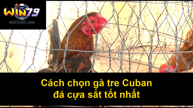 Cách chọn gà tre Cuban đá cựa sắt tốt nhất
