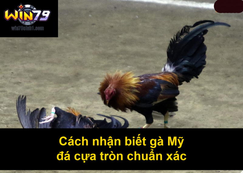 Cách nhận biết gà Mỹ đá cựa tròn chuẩn xác