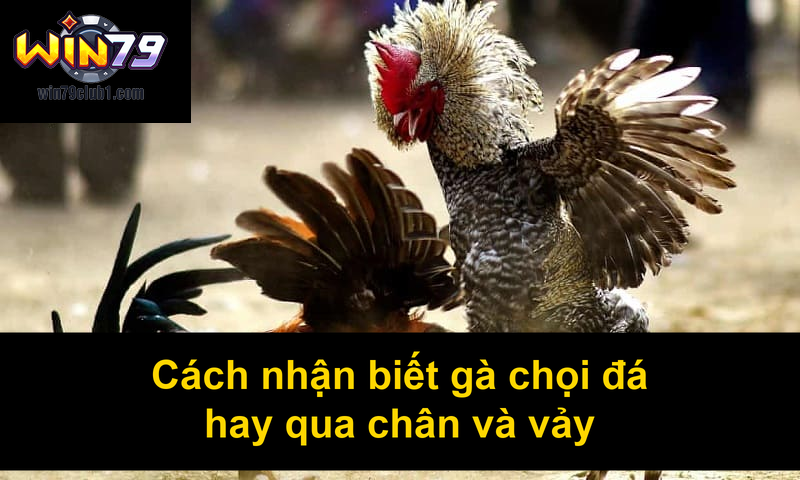 Cách nhận biết gà chọi đá hay qua chân và vảy