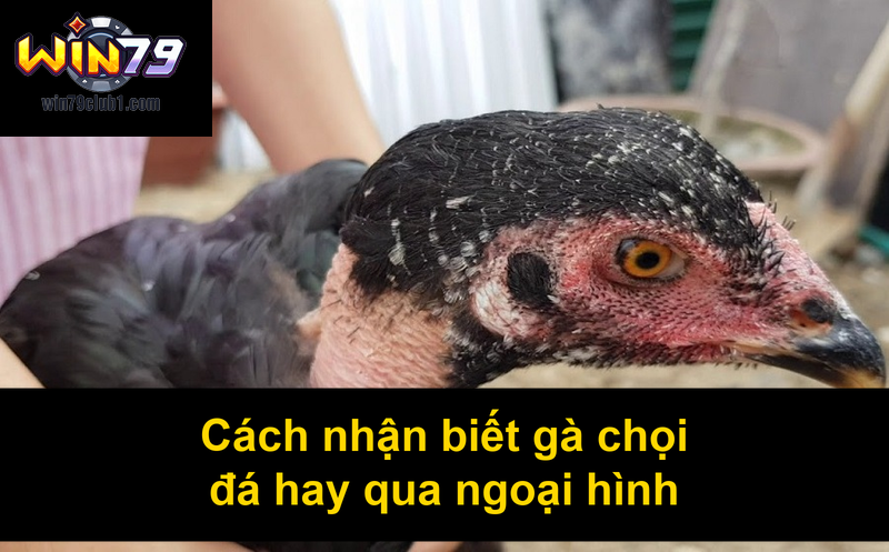 Cách nhận biết gà chọi đá hay qua ngoại hình