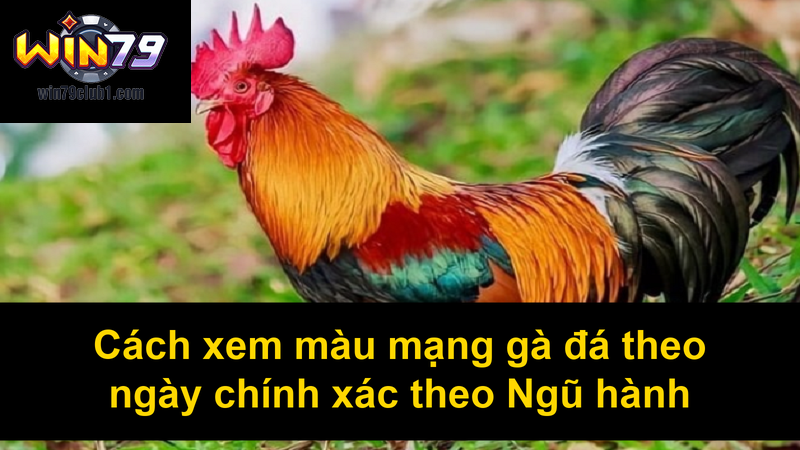 Cách xem màu mạng gà đá theo ngày chính xác theo Ngũ hành