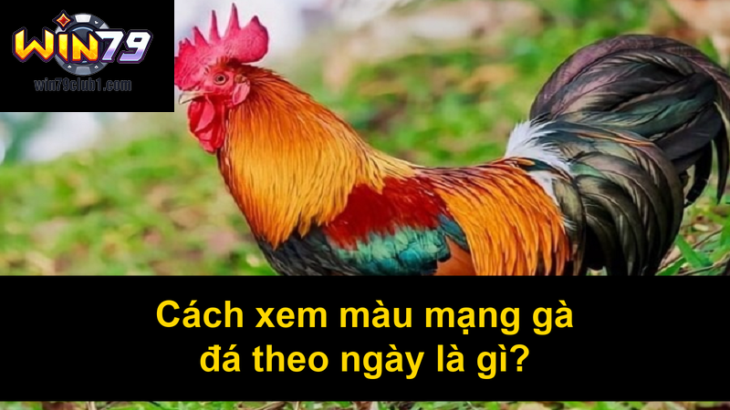 Cách xem màu mạng gà đá theo ngày là gì