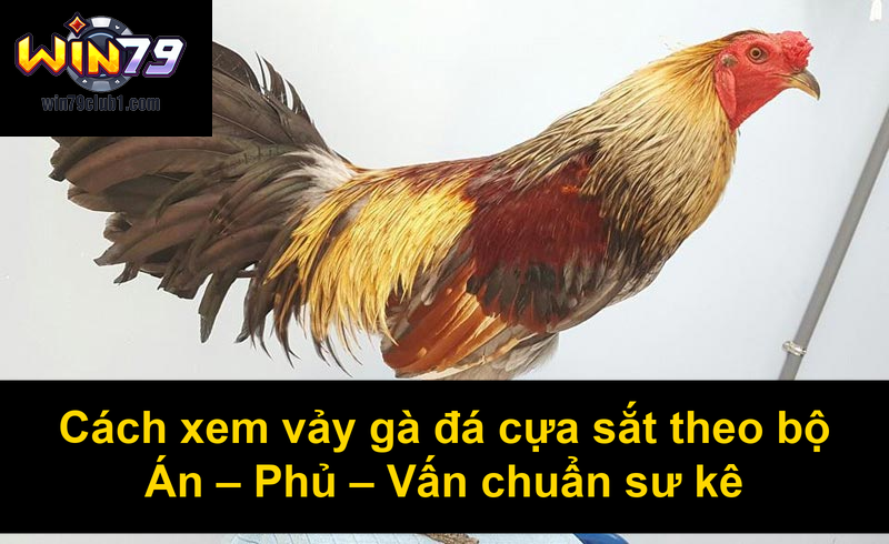 Cách xem vảy gà đá cựa sắt theo bộ Án Phủ Vấn chuẩn sư kê