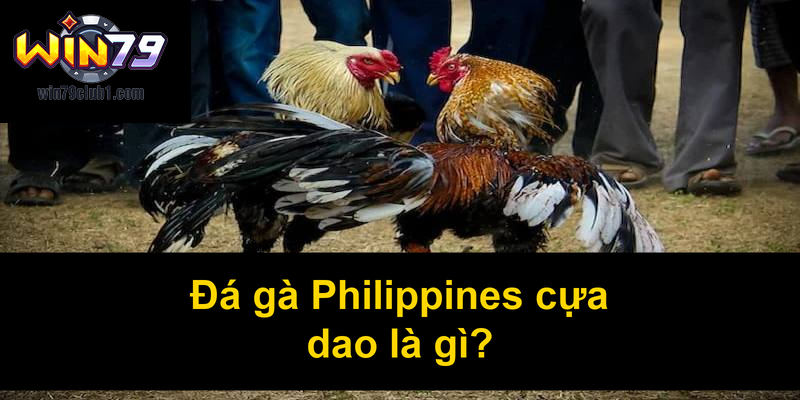 Đá gà Philippines cựa dao là gì