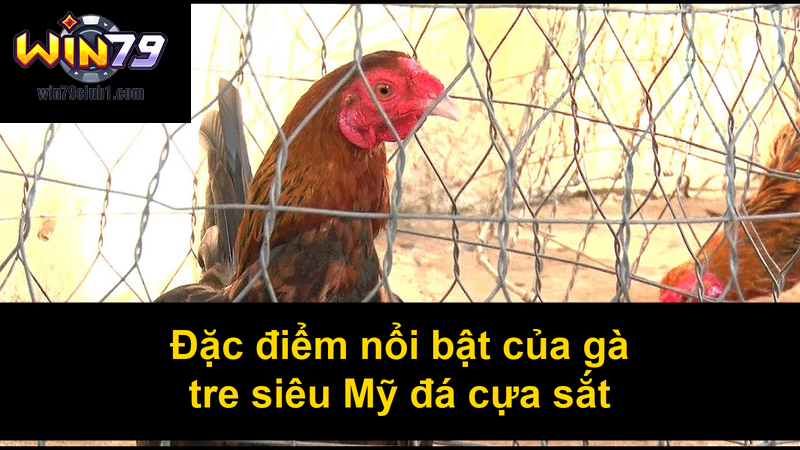 Đặc điểm nổi bật của gà tre siêu Mỹ đá cựa sắt