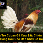 Gà Tre Cuban Đá Cựa Sắt Chiến Kê Hàng Đầu Cho Dân Chơi Gà Đá