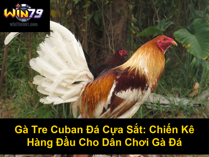 Gà Tre Cuban Đá Cựa Sắt Chiến Kê Hàng Đầu Cho Dân Chơi Gà Đá