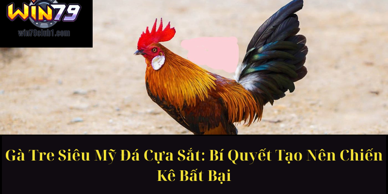 Gà Tre Siêu Mỹ Đá Cựa Sắt Bí Quyết Tạo Nên Chiến Kê Bất Bại