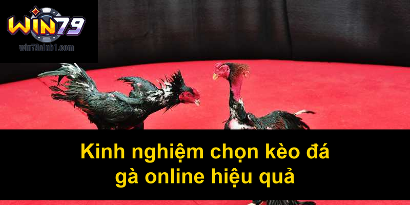 Kinh nghiệm chọn kèo đá gà online hiệu quả