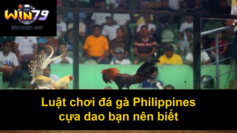 Luật chơi đá gà Philippines cựa dao bạn nên biết