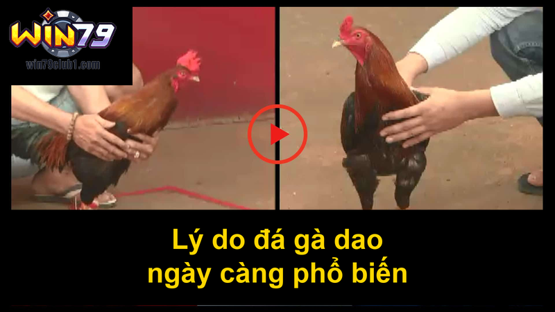 Lý do đá gà dao ngày càng phổ biến