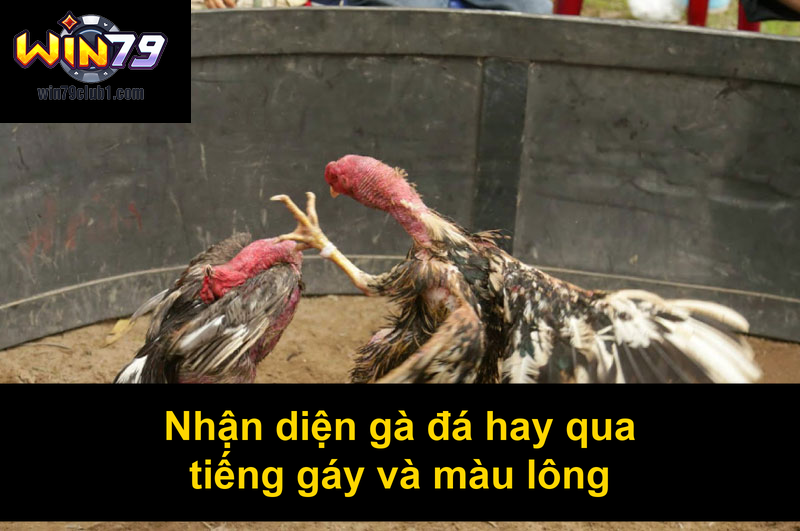 Nhận diện gà đá hay qua tiếng gáy và màu lông
