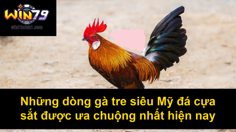 Những dòng gà tre siêu Mỹ đá cựa sắt được ưa chuộng nhất hiện nay