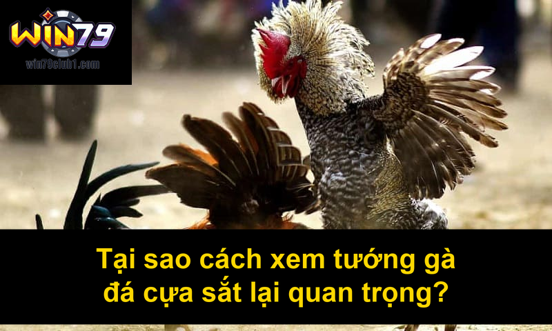 Tại sao cách xem tướng gà đá cựa sắt lại quan trọng