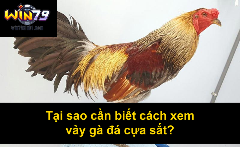Tại sao cần biết cách xem vảy gà đá cựa sắt