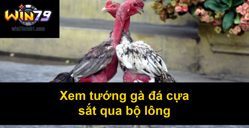 Xem tướng gà đá cựa sắt qua bộ lông